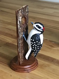 /userimg/JgvVL/LouM downy woodpecker.jpg